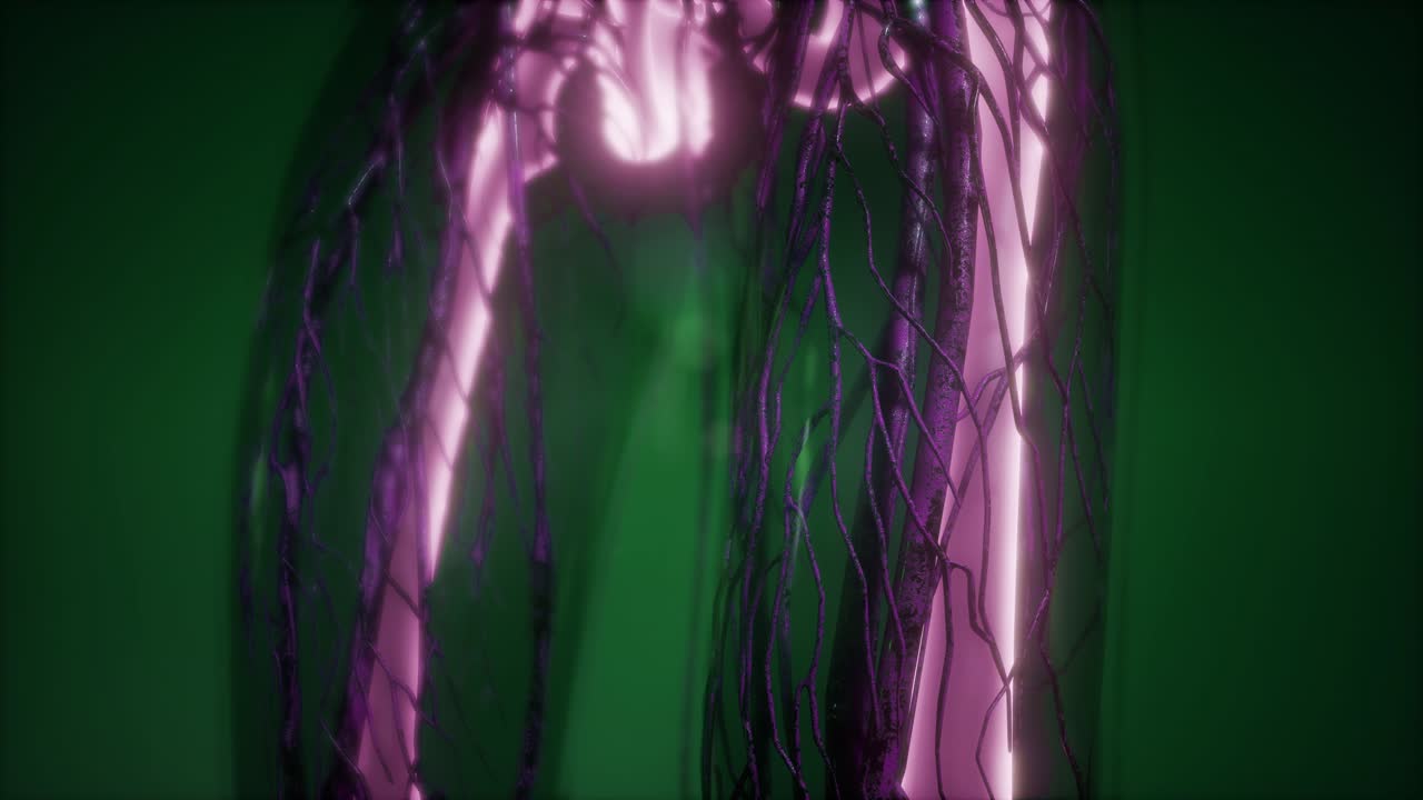 cuerpo humano con huesos esqueléticos visibles