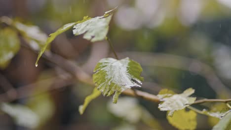 Regentropfen-Fallen-Auf-Die-Straße,-Blätter,-Bäume,-Wald