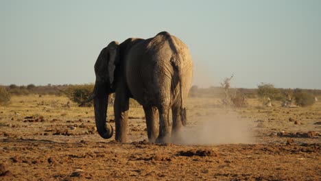 Elefante-Solitario-Se-Tira-Con-Tierra-Para-Refrescarse