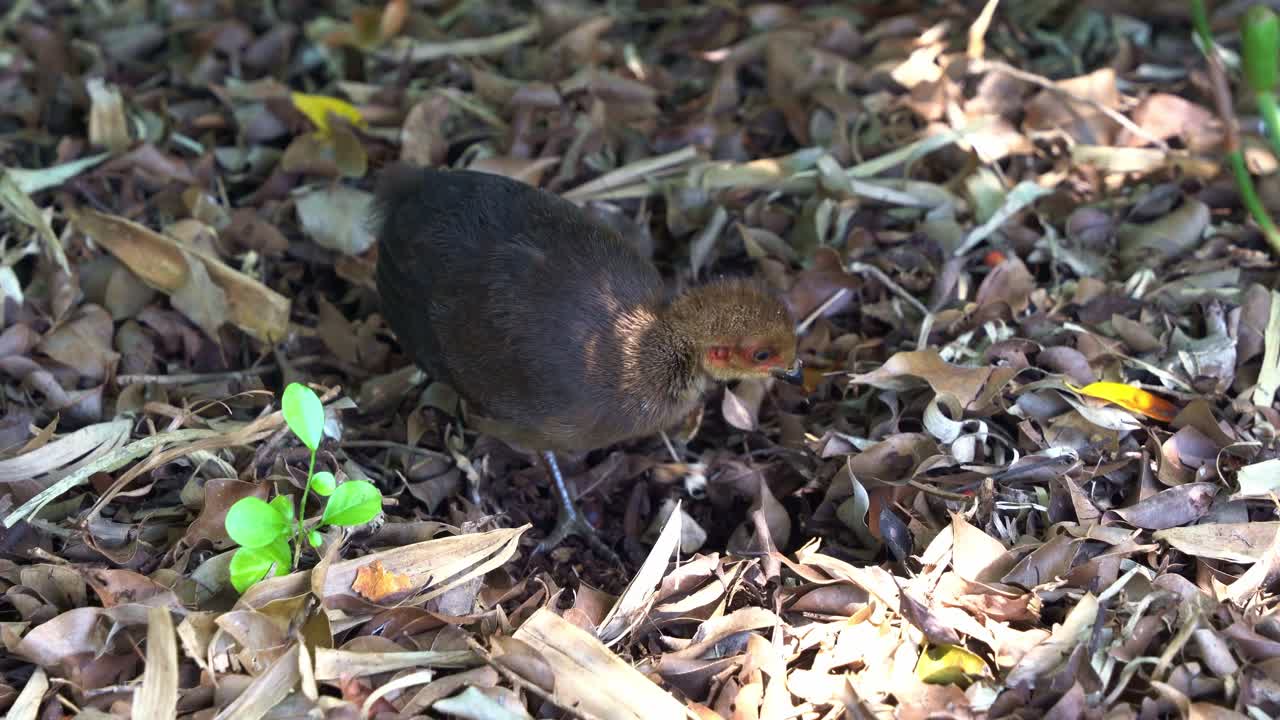 젊은 호주의 브러시 칠면조, alectura lathami가 땅에서 발견되어 숲에서 흙을 차고 파고 있습니다.