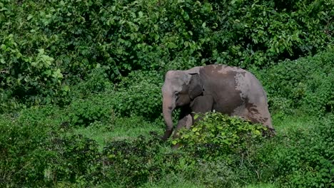 Los-Elefantes-Asiáticos-Son-Especies-En-Peligro-De-Extinción-Y-También-Son-Residentes-De-Tailandia