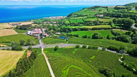 lush green tea fields stretch towards the ocean on the cha gorreana tea plantation in the azores