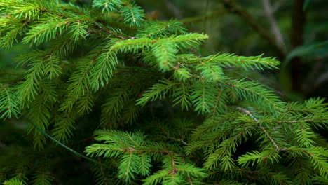 green fern leaves in forest.