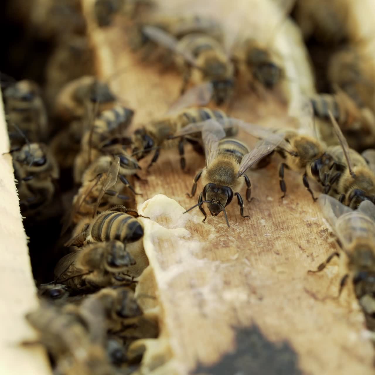 bees bring honey to their beehives in warm weather all day. Apiculture. Honey bees on wooden frames in beehive. Bees in the hive convert nectar to honey.