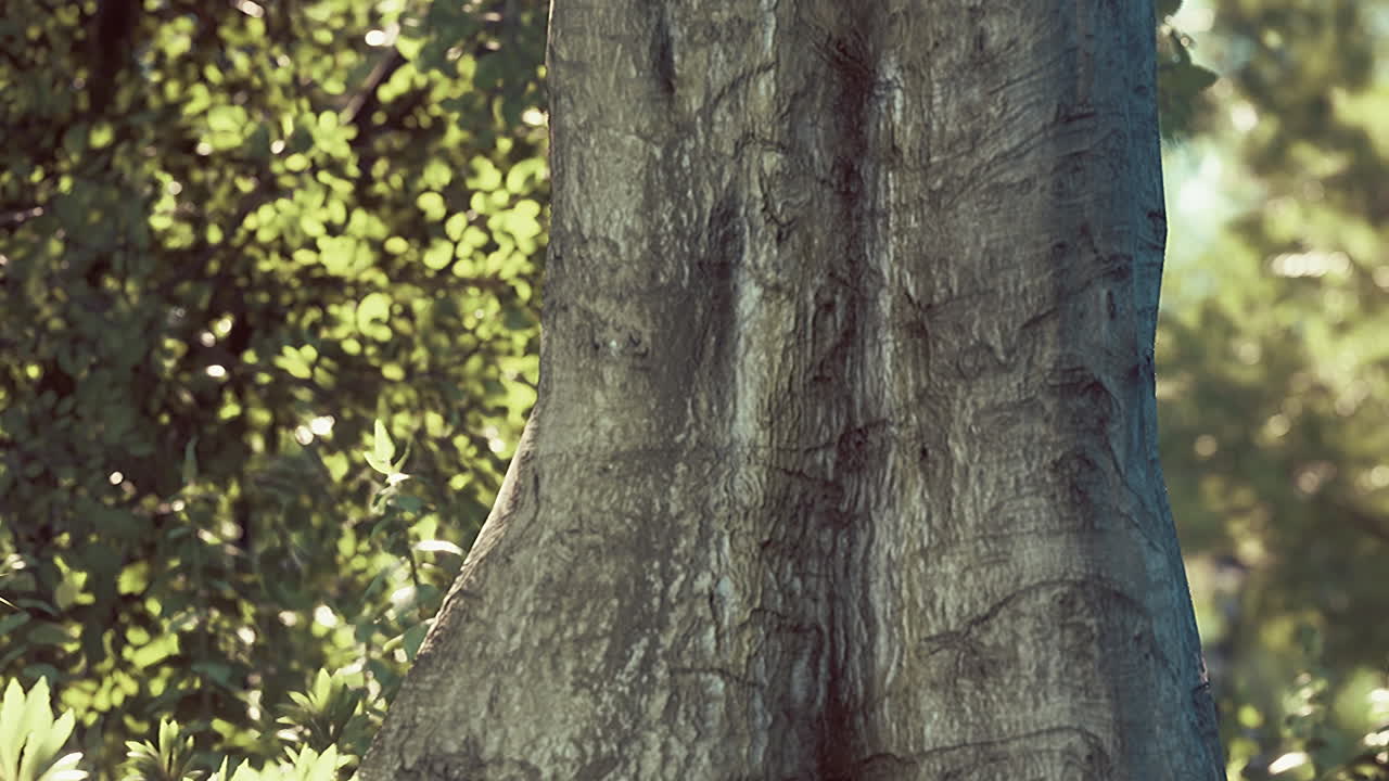 아름다운 공원에서 해가 뜨고