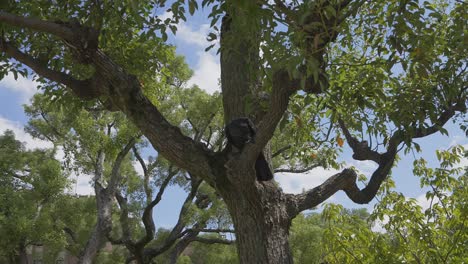 shot of a crow during the day on