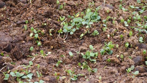 tilting view of seedlings growing out of the fertilized ground in the wild by the salt river in arizona