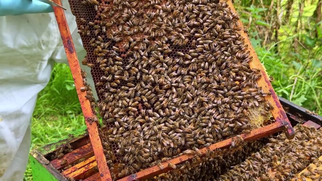 Beekeeper holds a honeycomb frame densely covered with live bees outdoors