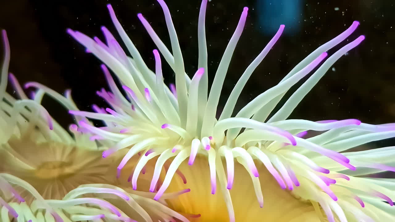 물 에서 흔들리는 손을 가진 보라색 끝의 해파리. 근접 촬영