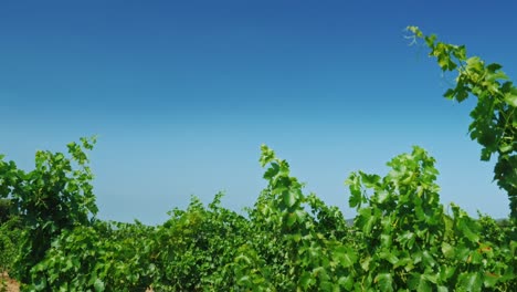 Rows-of-vineyards-on-a-summer-day-in-Catalonia-Spain-1