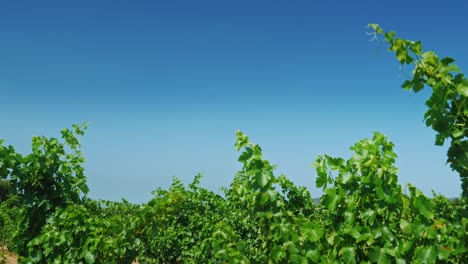 Hileras-De-Viñedos-En-Un-Día-De-Verano-En-Cataluña,-España-1