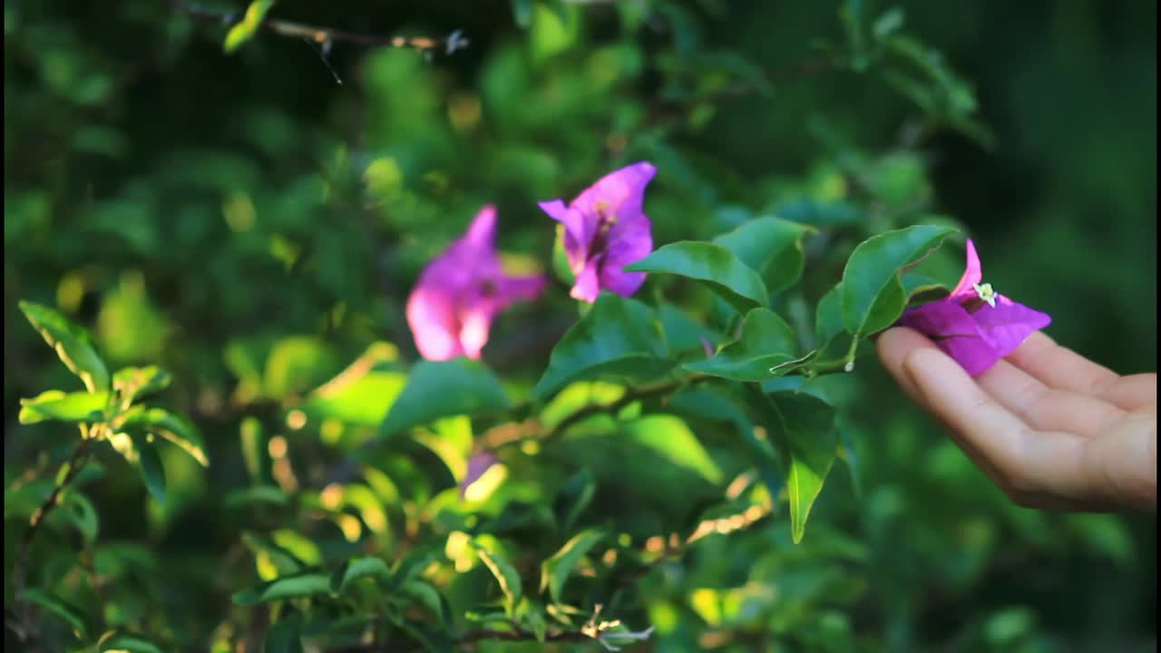 Purple Bougainvillea flowers in a garden