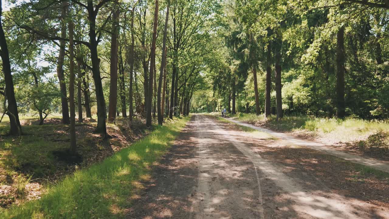 Cammino della foresta soleggiata