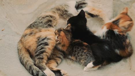 kittens sucking milk from mother ,cat nursing kittens in garden