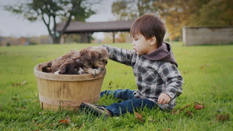 the kid sits on the grass, next to him is a basket with puppies