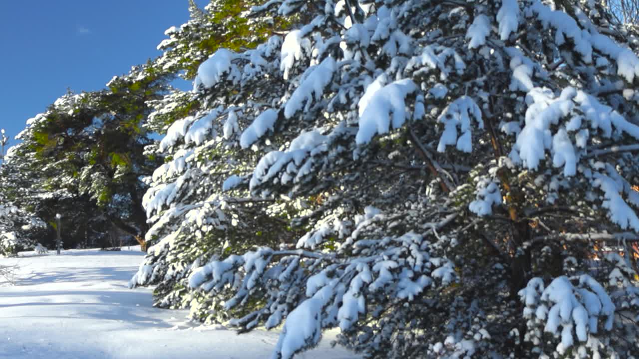 Gorgeous white fluffy and thick dense snow covering a large pine or a spruce tree in a forest during winter sunny day with sun shining on the branches. Blue sky visible in the background, sharp focus.
