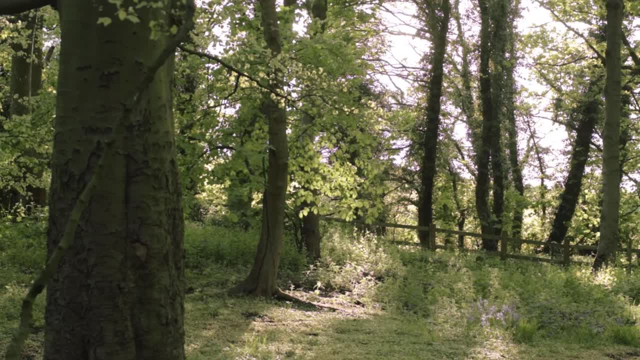 Woodland in countryside landscape with trees and flowers wide panning shot