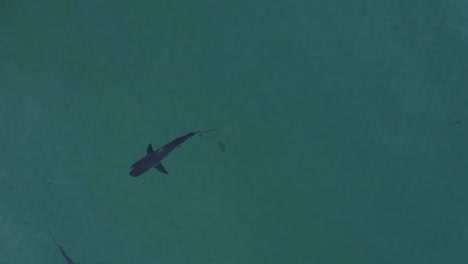 long reef's shadowy visitors: aerial sightings of bronze whaler sharks, sydney, australia