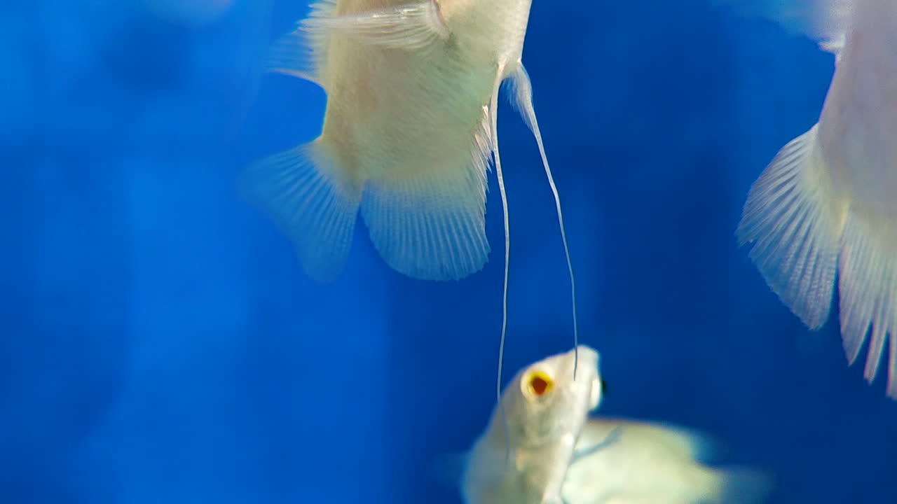 Angelfish close-up of red-eye vivid underwater gliding among blue water. Perfect for aquariums, nature, ocean themes, relaxing visuals and creative projects