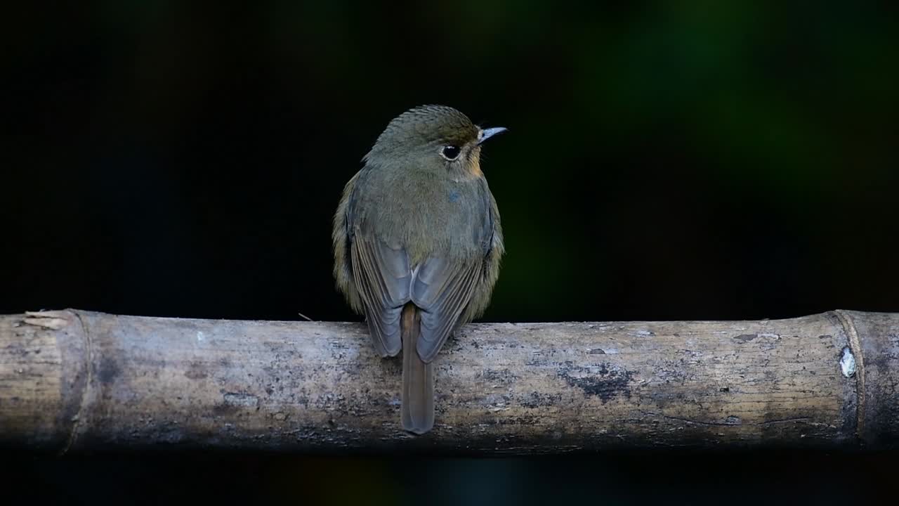 Hill Blue Flycatcher Perched on a Bamboo, Cyornis whitei