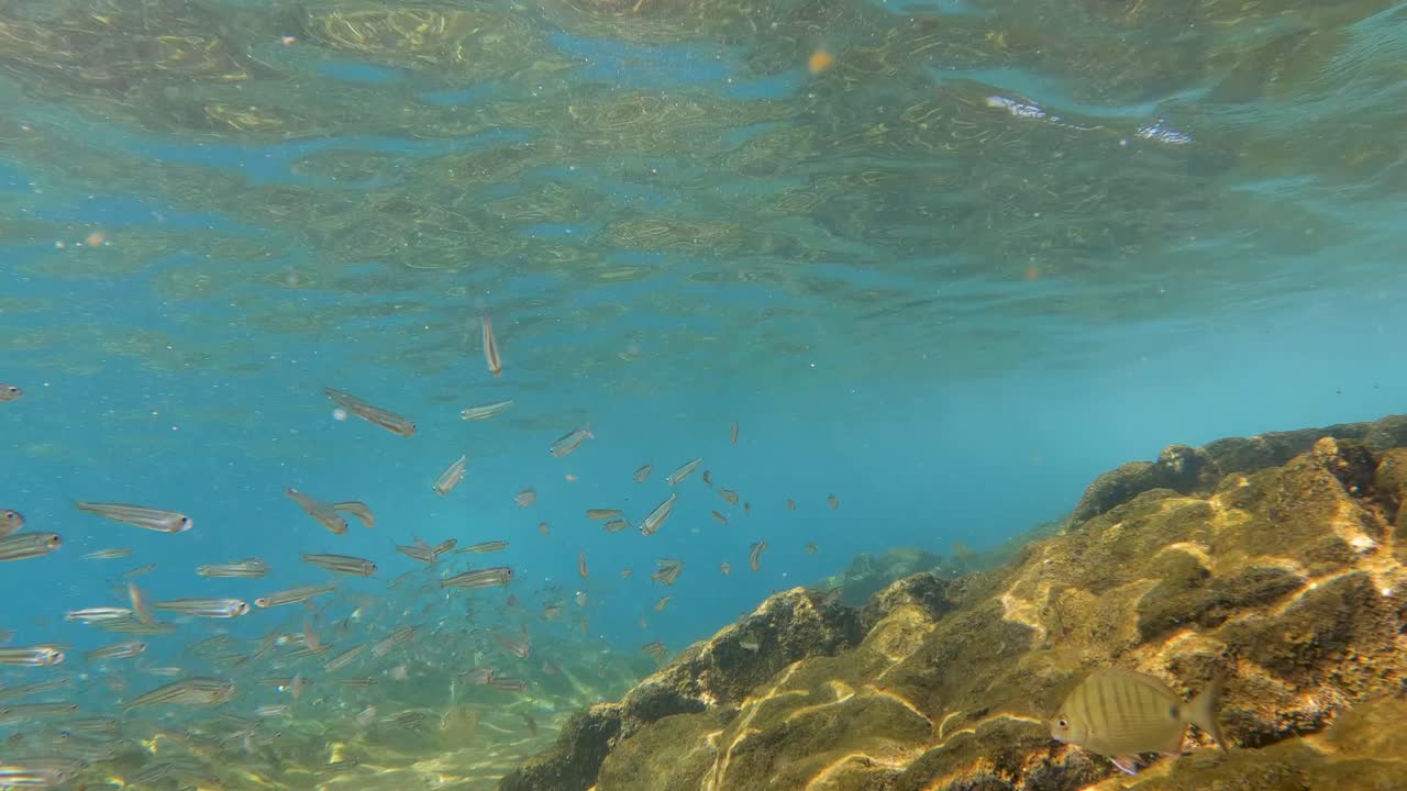 video bajo el agua, snorkel miles de peces pequeños en lanzarote