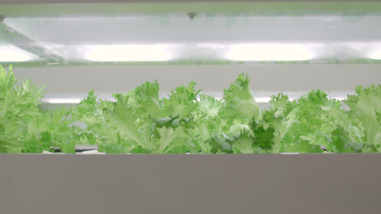 실내 수직 농업 시스템에서 자란 상추 - 일본 도쿄의 농업 수직 농업 시설 내에서 자라는 상추의 아름다운 녹색 잎