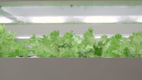 lettuce grown in an indoor vertical farming system - beautiful green leaves of lettuce growing inside the agriculture vertical farming facility in tokyo, japan