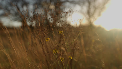 golden sunset in a field