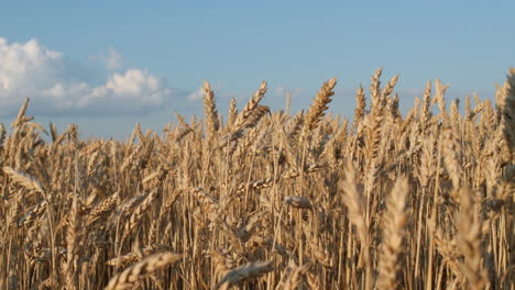 ears of ripe wheat against the blue sky