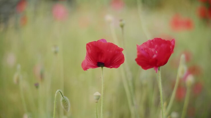 nahaufnahme von roten feldmacken im sommer, die auf dem feld blühen.