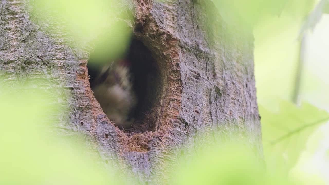 gran pájaro carpintero manchado alimentando a su pollito recién nacido en el parque nacional veluwe