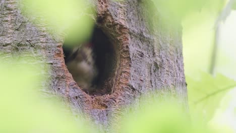 great spotted woodpecker feeding her newborn chick at veluwe national park