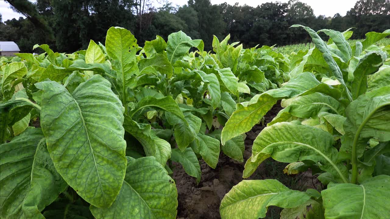 cultivo de tabaco en un campo en el sur del condado de orange, carolina del norte