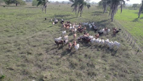 cows grazing on green pasture in apure, venezuela, sunny and calm, aerial view