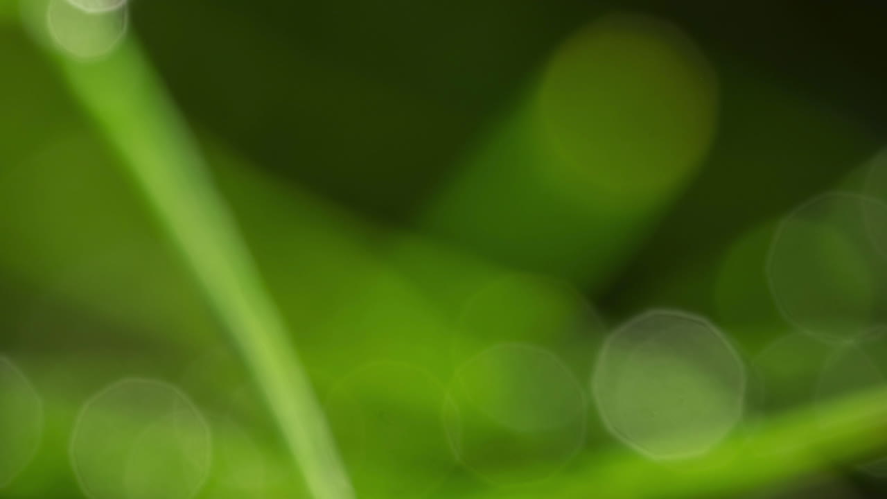 Motion time lapse of morning dew evaporates on a blade of grass
