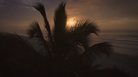 Stunning-aerial-4k-shot-of-palm-trees-and-beach-in-sunrise,-orange-color-sun-and-ocean,-Brazil