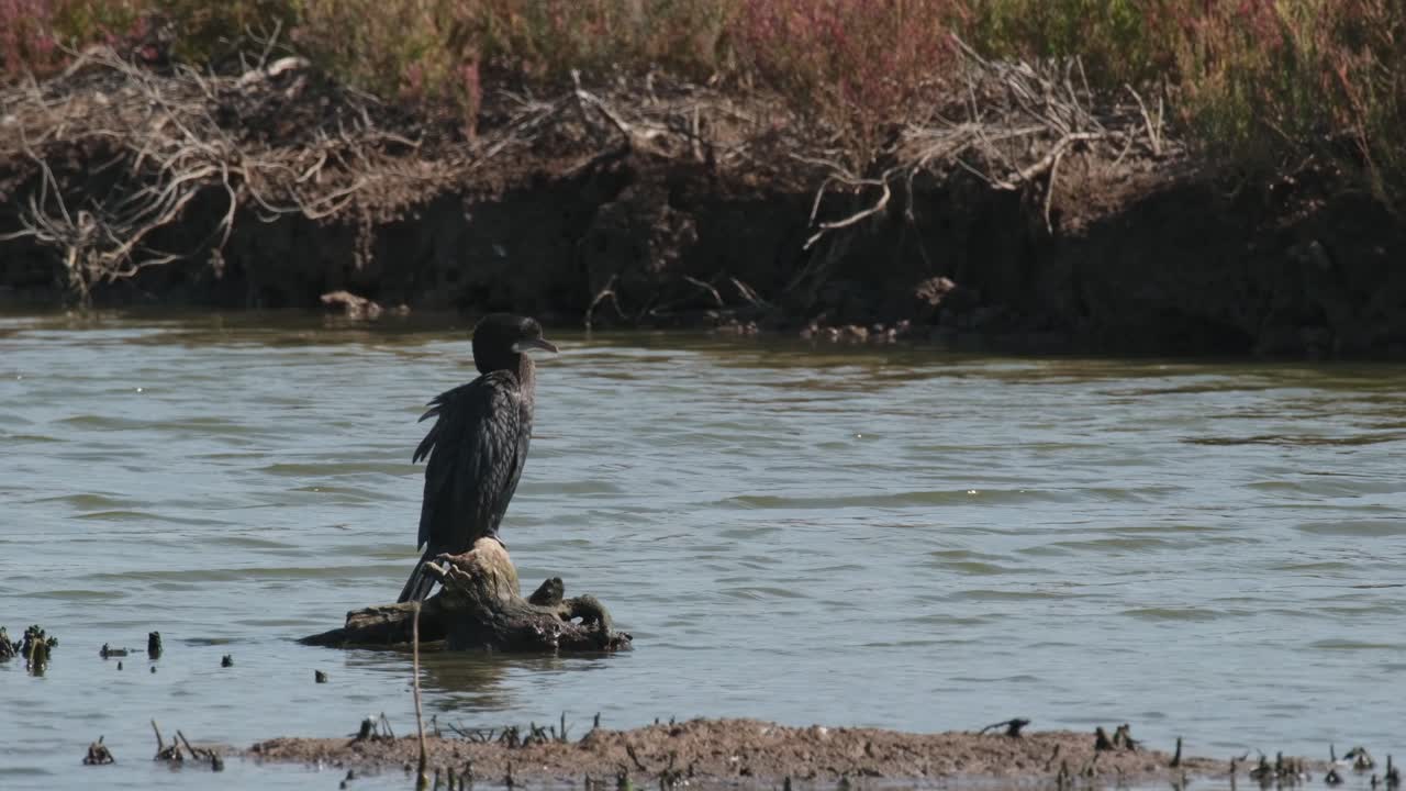 Rivolto a destra mentre si liscia le piume, Cormorano minore Microcarbo niger, Thailandia
