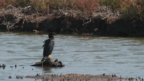 mirando hacia la derecha mientras se limpia el pecho, pequeño cormorán microcarbo niger, tailandia