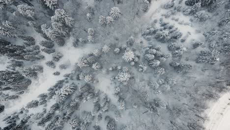 Snow-Frosted-Trees-in-Beautiful-Ukraine-Mountains---Aerial-Top-Down-View