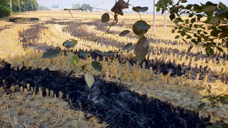 Ash-residue-of-burned-crops-after-stubble-burning