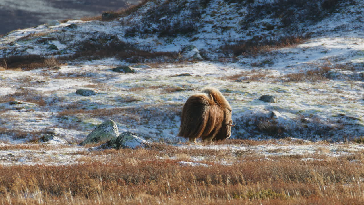 Solitary Muskox Wander Through Windy Arctic Landscape Dovrefjell Norway