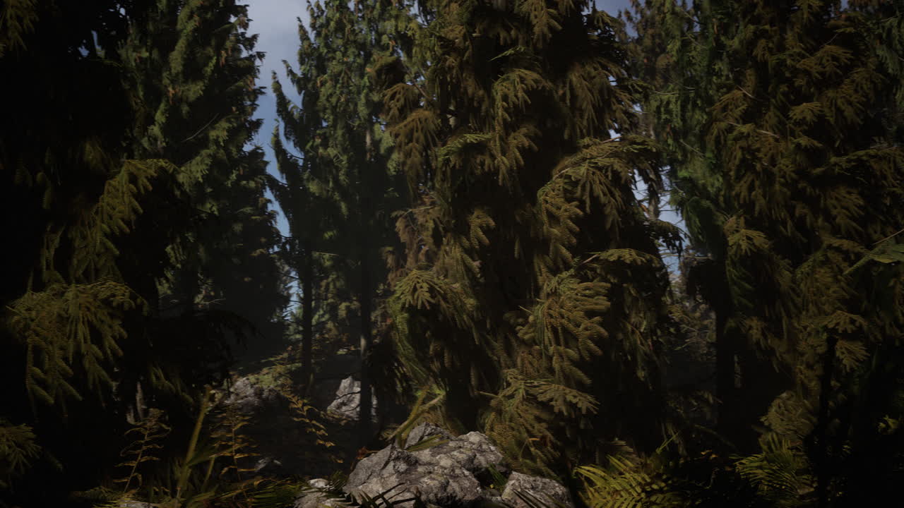 el cono del bosque en un día de niebla