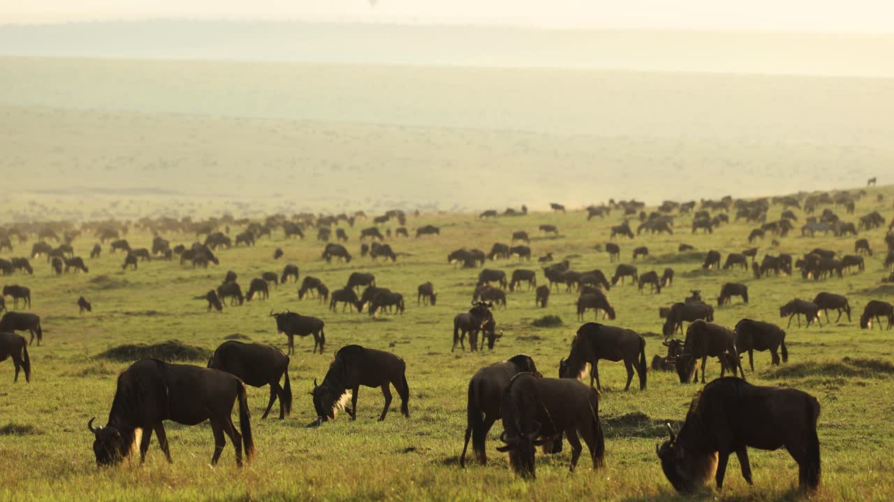 cientos de ñus pastando tranquilamente en llanuras verdes con luz dorada en el masai mara, kenia