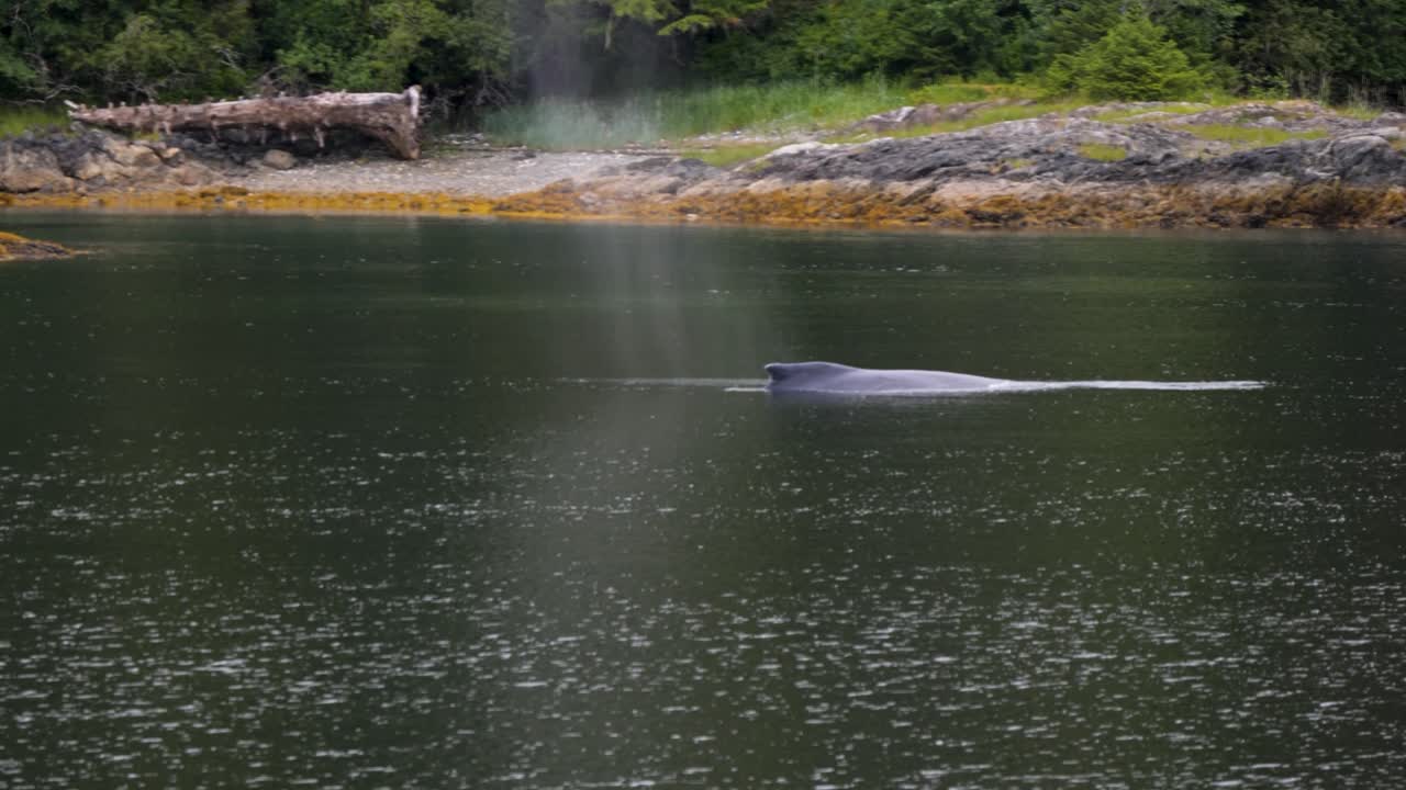 Humpback whale sleeping very close to the shore. Whale Watching in Sitka, Alaska
