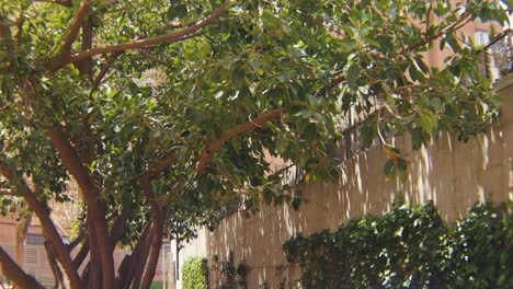 Hermoso-árbol-Mediterráneo-En-El-Corazón-Del-Centro-De-La-Ciudad-De-Barcelona