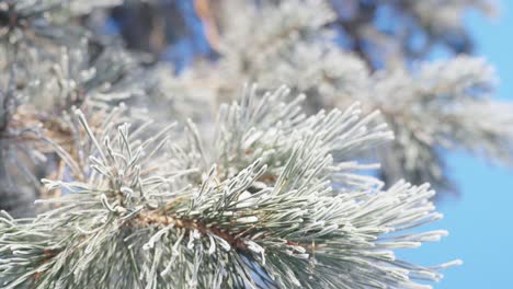 Close up of snow-covered spruce branch against blue clear sky, tilt up, day