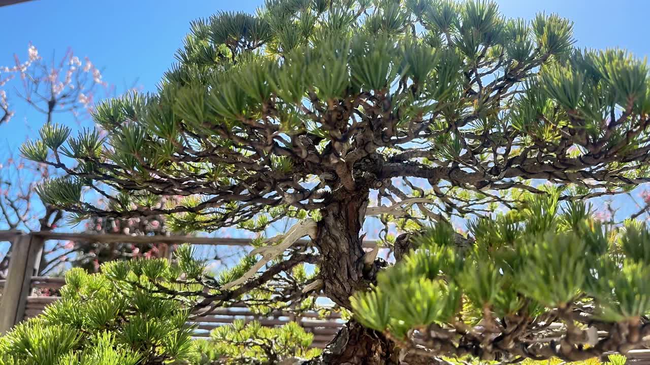 La luce del sole filtra attraverso un albero bonsai in un sereno giardino giapponese