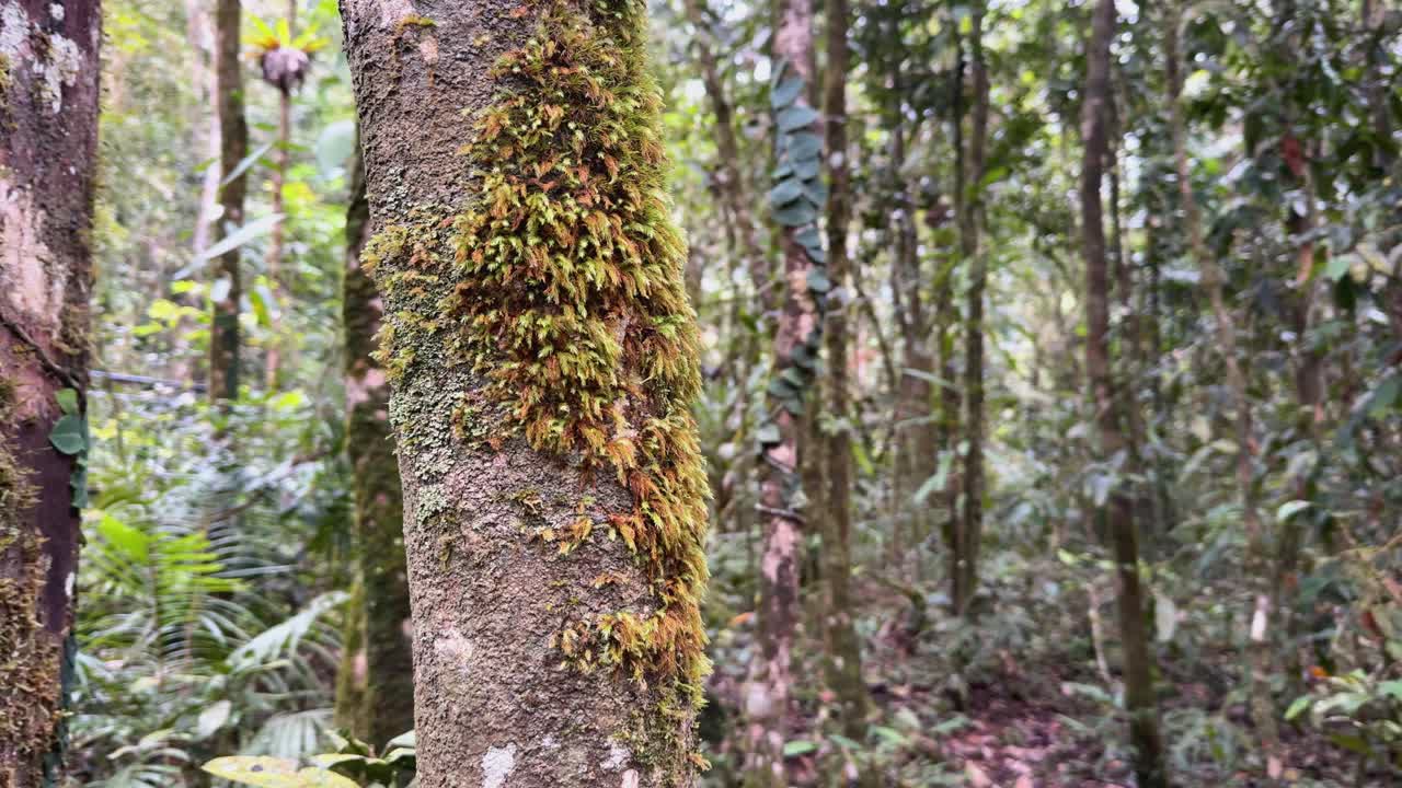 Lush rainforest scene with moss-covered tree trunks, vibrant greenery, and soft natural lighting in Port Douglas, Australia