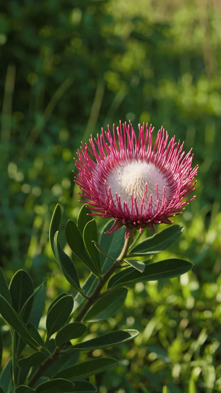 Close-up videobeeld van een levendige roze proteabloem tegen een onscherpe groene achtergrond.