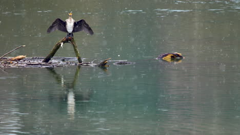 gran cormorán juvenil posado sobre un tronco acicalándose durante una ligera tormenta de nieve